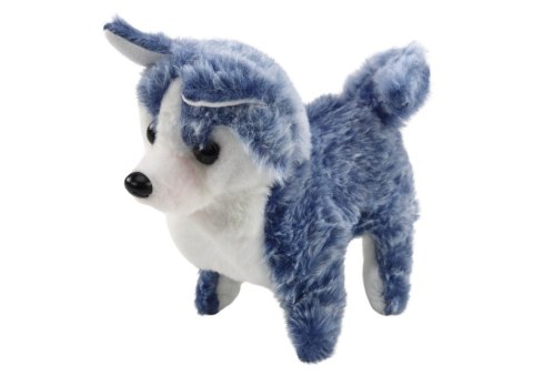Piesek Husky Chodzący Z Dźwiękiem Macha Ogonkiem 6 Kolorów Piesek Husky Chodzący Z Dźwiękiem Macha Ogonkiem 6 Kolorów